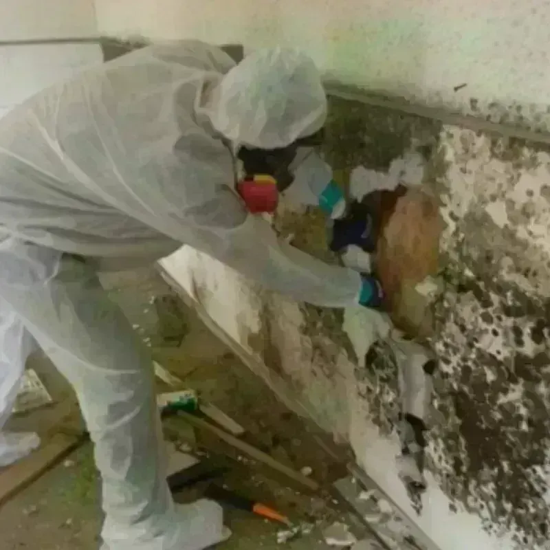 Mold Remediation and Removal in Seven Trees, CA